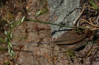 Albuca viscosa