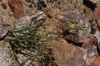 Albuca cooperi