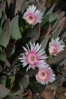 Acrodon bellidiflorus
