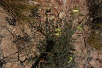 Albuca flaccida