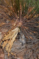 Boophone disticha