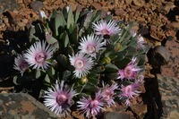 Acrodon bellidiflorus