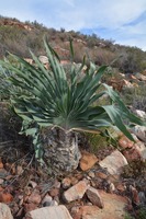 Boophone disticha