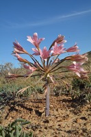 Ammocharis longifolia