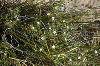Acrosanthes teretifolia