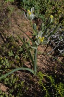 Albuca longipes