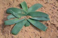 Ammocharis longifolia