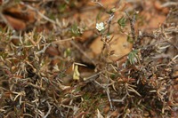 Acrosanthes teretifolia