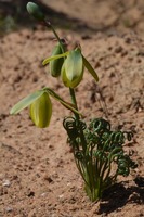 Albuca namaquensis
