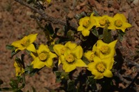 Aizoon karooicum