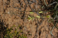 Albuca papyracea