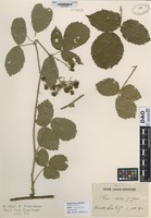 not on sheet of Rubus adscitus Gast. Genev. [family ROSACEAE]