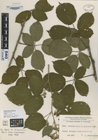 not on sheet of Rubus bloxamii Lees forma propixus K. Fr. [family ROSACEAE]