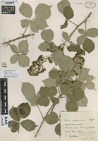 not on sheet of Rubus pydarensis Rilst. [family ROSACEAE]