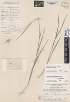 Type? of Hordeum hexaploidum Covas [family POACEAE]