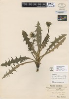 not on sheet of Taraxacum acromaurum Dahlst [family ASTERACEAE]