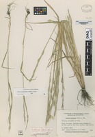 Type of Lolium dorei Boivin [family POACEAE]