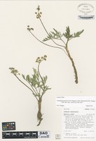Paratype of Lomatium pastorale D.H. Wagner ex M.E. Darrach & D.H. Wagner [family APIACEAE]