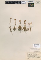 not on sheet of Saxifraga hirculus L. [family SAXIFRAGACEAE]