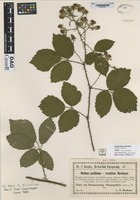 not on sheet of Rubus pallidus × vestitus Kretzer [family ROSACEAE]