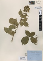 Isotype of not on sheet [family NOT ON SHEET]