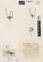 not on sheet of Aaronsohnia factorovskyi Warb. & Eig. [family ASTERACEAE]