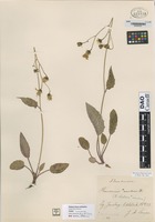 not on sheet of Hieracium maculosum Dt [family ASTERACEAE]