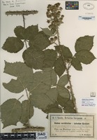 not on sheet of Rubus cordifolius × infestus [family ROSACEAE]