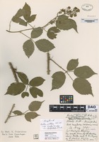 not on sheet of Rubus pallidus Wh. & N. variety leptopetalus K. Fr. [family ROSACEAE]