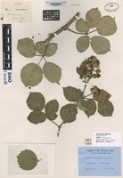 not on sheet of Rubus tresidderi Rilstone [family ROSACEAE]
