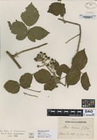not on sheet of Rubus boraeanus G. Genev. [family ROSACEAE]
