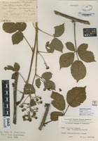 not on sheet of Rubus mercicus Bagnall variety chrysoxylon Rogers [family ROSACEAE]