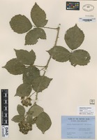 not on sheet of Rubus riddelsdellii Rilstone [family ROSACEAE]