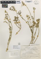 not on sheet of Daucus littoralis Sibth. & Sm. variety negevensis Plitm. [family APIACEAE]