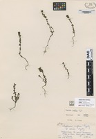 not on sheet of Euphrasia confusa Pugsl. forma albida Pugsley [family SCROPHULARIACEAE]