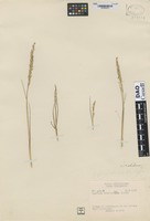 Type of Spartina alterniflora Loiseleur-Deslongchamps forma glaciata Boivin [family POACEAE]