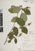 Type of Corylus cornuta Marsh. variety glandulosa Calder [family BETULACEAE]