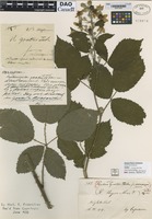 not on sheet of Rubus gratus Focke forma eriocarpus K. Fr. [family ROSACEAE]