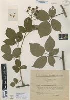 not on sheet of Rubus imbricatus Hort variety saxonicus Sud. [family ROSACEAE]