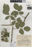 not on sheet of Rubus ×falsicorymbosus Didier [family ROSACEAE]