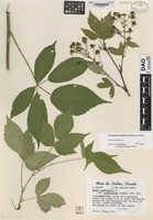 Isotype of Rubus canadensis L. variety micmacorum Lepage [family ROSACEAE]