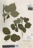 not on sheet of Rubus griffithianus Rogers forma vestitifolius K. Fr. [family ROSACEAE]