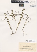 not on sheet of Lotus conimbricensis Brot. [family FABACEAE]