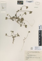 not on sheet of Daucus littoralis Sibth & Sm. subspecies hyranicus Rech. f. [family APIACEAE]
