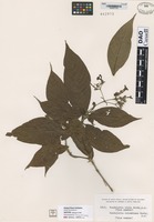 Type of Rondeletia ovata Rusby [family RUBIACEAE]