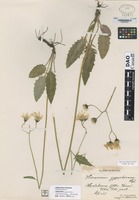 not on sheet of Hieracium zygophorum Hyl. [family ASTERACEAE]