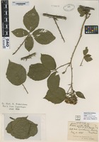 not on sheet of Rubus gratus Focke [family ROSACEAE]