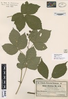 not on sheet of Rubus silvaticus Wh. & N. forma aphyllostachys Kretzer [family ROSACEAE]
