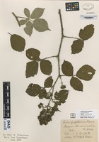 not on sheet of Rubus griffithianus Rogers [family ROSACEAE]