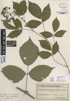 not on sheet of Rubus prechtelsbaueri Utsch [family ROSACEAE]